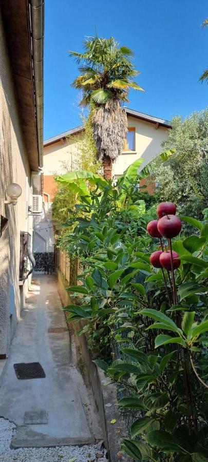 Studio Simone - Terrasse Et Jardin - Tv - Wifi Toulouse Dış mekan fotoğraf